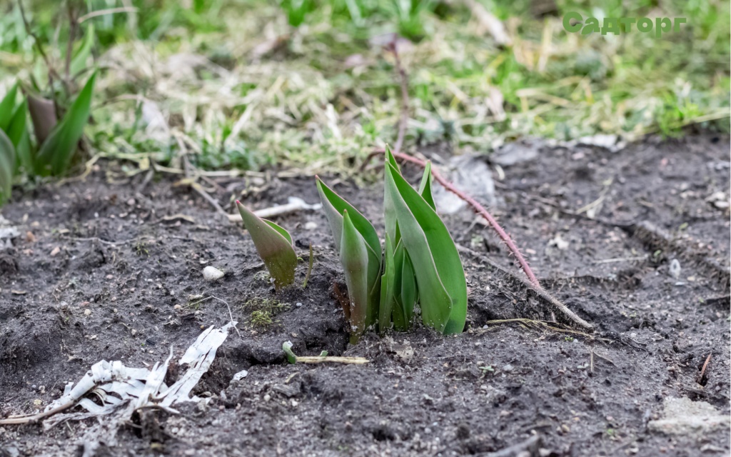 eustoma-kogda-sazhat-semena2.jpg eustoma-kogda-sazhat-semena2.jpg